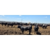 Image 8 : Cattlewood Farms Ltd. - 825# June/July Delivery Heifers - 76 Head (Fincastle, AB)