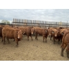 Image 2 : Lone Star Cattle Co. - 1010# May Delivery Steers - 230 Head (Strathmore, AB)