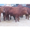 Image 3 : Ranahan Ranch - 945# February Delivery Yearling Steers - 14 Head (Wapella, SK)