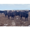 Image 3 : Hines Ranching Co. Ltd. - 1020# September Delivery Grass Heifers - 240 Head (Lloydminster, AB)