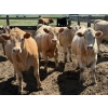 Image 3 : Merlin Torkelson - 925# June Delivery Heifers - 100 Head (Duchess, AB)