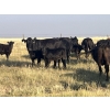 31  DarLin Ranching  430 November Delivery Heifer Calves  110 Head (Big Stone, AB)