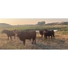 Image 5 : Wyatt & Meg Isaacson - 965# Sept/Oct Delivery Grass Steers - 315 Head (Killdeer, SK)