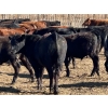 Image 4 : Caseley Farms - 785# May Delivery Steers - 70 Head (Coronation, AB)