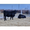 Image 2 : Brenda Stimson - 10 Black Heifers (Pen 538 - 540)