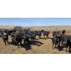 Image 7 : Ripple Rock Ranch - 690# April/May Delivery Heifers - 90 Head (Fincastle, AB)