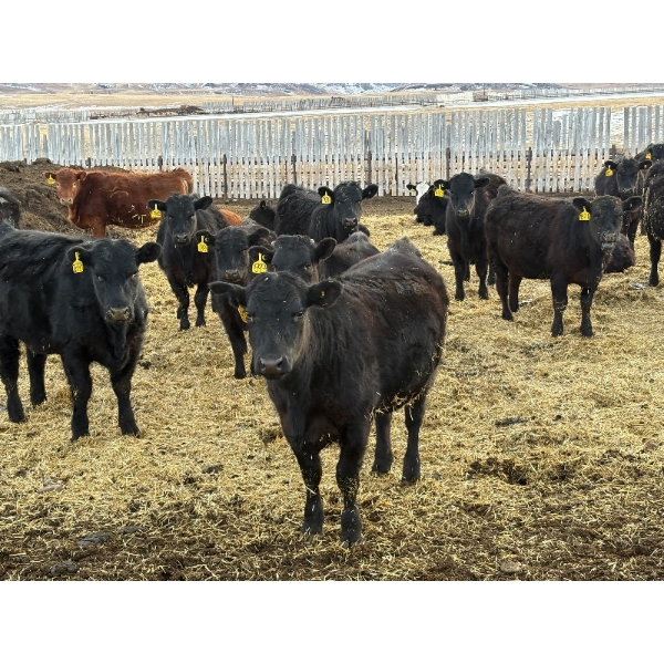 Lowe Ranches - 706# March Delivery Heifers - 54 Head (Nanton, AB)
