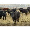 Image 1 : Lowe Ranches - 706# March Delivery Heifers - 54 Head (Nanton, AB)