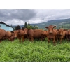 Image 10 : Crystal Lake Ranch - 875# July Delivery Steers - 70 Head (Malakwa, BC)