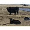 Image 6 : Rolling N Ranches (Nolan & Amanda Osadczuk) - 80 Heifer Pairs