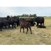 Image 4 : Malarky Farms - 36 Black/Black X Cow/Calf Pairs (Newdale, MB)