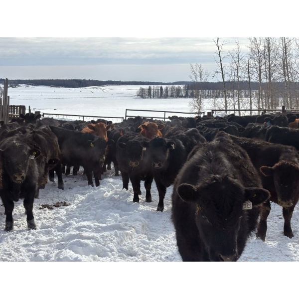 BN Ranch - 685# March Delivery Steers - 95 Head (Boyle, AB)