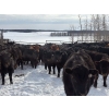 Image 1 : BN Ranch - 685# March Delivery Steers - 95 Head (Boyle, AB)