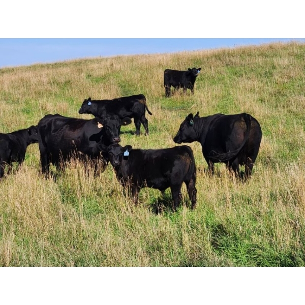 Jay & Laura Biggs  - 660# October delivery Steer Calves - 65 Head (Elnora, AB)