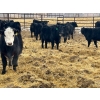 Image 12 : G & B Farms - 740# March Delivery Steers - 79 Head (Deloraine, MB) VBP+