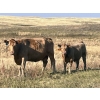 Image 6 : Niwa Ranching - 580# Steer Calves - 90 Head (Acadia Valley, AB)
