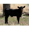 Image 7 : Sand Creek Enterprises - 630# October Delivery Steer Calves - 46 Head (Duchess, AB)