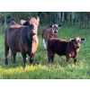 Image 3 : Cutting Edge/Holtry Creek - 575# November Delivery Steer Calves - 100 Head (100 Mile House, BC)