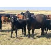 Image 8 : Brad & Sandy Lockhart - 550# October Delivery Steer Calves - 110 Head (Big Stone, AB)