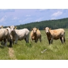 Image 3 : Midpoint Farms - 1025# October Delivery Grass Heifers - 120 Head (Drayton Valley, AB)