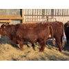 Image 7 : Salty Fox Farms - 26 Red Simm X Bred Heifers (Fork River, MB)