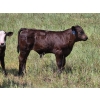Image 12 : Iron Saddle Ranch - 600# November Delivery Steer Calves - 102 Head (Sintaluta, SK) VBP+