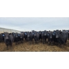 Image 7 : Cattlewood Farms Ltd. - 820# March Delivery Heifers - 105 Head (Stirling, AB)