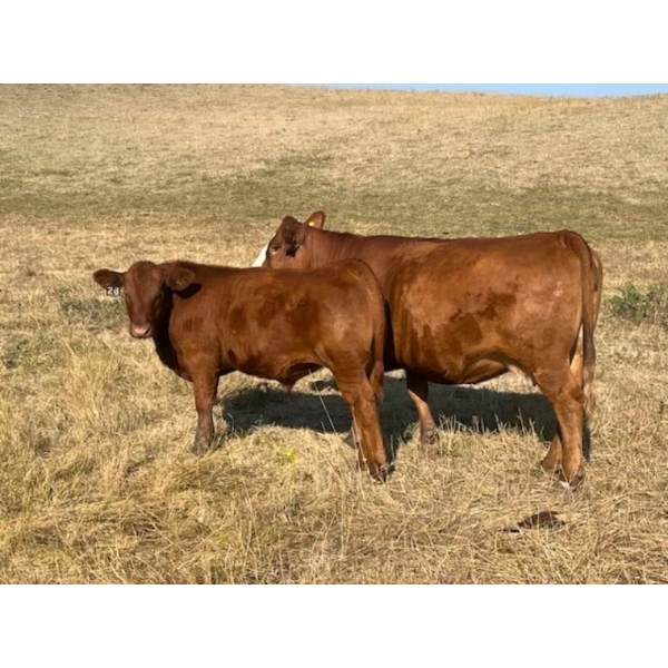 Cockburn Ranch - 700# October Delivery Steer Calves - 85 Head (Old Wives, SK) VBP+