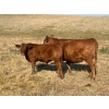 Image 1 : Cockburn Ranch - 700# October Delivery Steer Calves - 85 Head (Old Wives, SK) VBP+