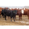 Image 5 : Hebert Livestock Ventures - 665# March Delivery Heifers - 120 Head (Wawota, SK) VBP+