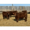 Image 2 : Jordan Livestock - 35 Red Simm/Angus X Replacement Heifers (Rimbey, AB)