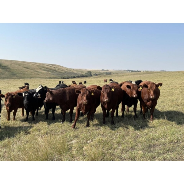 Ty & Melissa Corbiell - 5 Black Heifers (Pen 437 - 439)