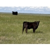 Image 12 : Douglass Bros. Ranching - 580# November Delivery Heifer Calves - 100 Head (Gem, AB)