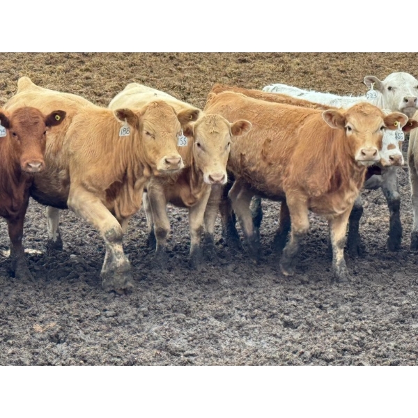 Luke & Jen Smith - 825# June/July Delivery Heifers - 73 Head (Rhein, SK)