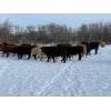 Image 10 : Steven Bartel - 975# July Delivery Heifers - 63 Head (Carroll, MB)