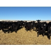 Image 2 : DK Livestock - 820# February Delivery Heifers - 242 Head (High River, AB)