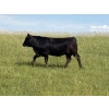 Image 3 : Church Hill Land & Cattle - 15 Black/BBF April/May Calving Bred Heifers (Coderre, SK)