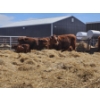 Image 2 : Rolling N Ranches (Nolan & Amanda Osadczuk) - 8 Red Simm Heifer Pairs (Pen F10)