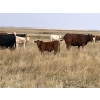Image 2 : Crisp Ranches - 450# November Delivery Steer Calves - 110 Head (Veteran, AB)