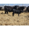 Image 3 : Rolling N Ranches (Nolan & Amanda Osadczuk) - 4 Black Heifer Pairs with Red Calves