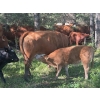 Image 3 : Rupert Farms - 880# November Delivery Weaned Steers - 69 Head (Lac du Bonnet, MB)