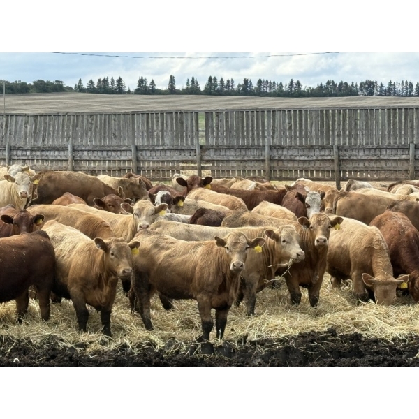 Lesher Lane Enterprises - 890# June Delivery Heifers - 204 Head (Lacombe, AB)