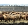 Image 1 : Lesher Lane Enterprises - 890# June Delivery Heifers - 204 Head (Lacombe, AB)