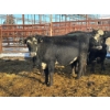 Image 3 : Crooked Creek Ranch - 12 Second Calvers (Pen 402A)