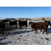 Image 4 : Tee Two Land & Cattle Co. - 720# March Delivery Steers - 148 Head (Kelliher, SK) VBP+