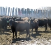 Image 5 : GDS Enterprises Ltd. - 23 Black Angus Replacement Heifers (Burstall, SK)