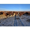 Image 7 : Cattlewood Farms Ltd. - 750# February Delivery Heifers - 166 Head (Vauxhall, AB)