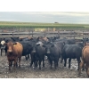 Image 2 : Westview Feeders - 850# September Delivery Heifers - 150 Head (Monarch, AB)