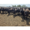 Image 11 : Cattlewood Farms Ltd. - 740# June Delivery Heifers - 145 Head (Fincastle, AB)