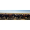 Image 4 : Twin Bridges Ranch - 865# September Delivery Grass Heifers - 153 Head (Maple Creek, SK)